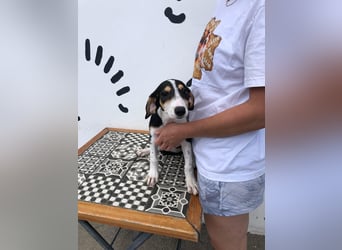 Jagdhund Mix Lara