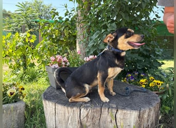 Traumhund Giso