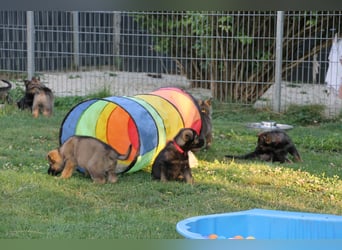 Schäferhund Welpen mit VDH Ahnentafel