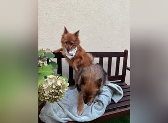 Maggy SR – Kleine Spitzdame mit großem Herz sucht Familie