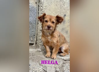 Helga - kleine Maus