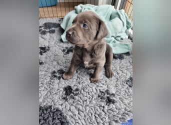 Labrador Retriever chacoral/Silber