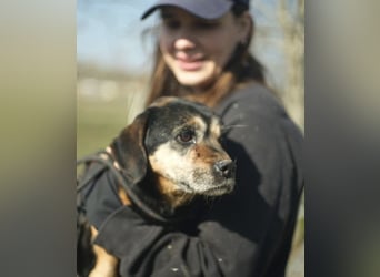 Bogar, kleine Seniorin sucht ruhiges Plätzchen