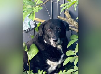Dhalia - auf PS in 53797 Lohmar - liebe, freundliche Hundedame