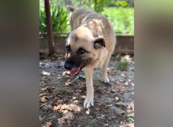 Jessica - ruhige, freundliche Kangal-Mix-Hündin / z.Zt. noch in Rumänien