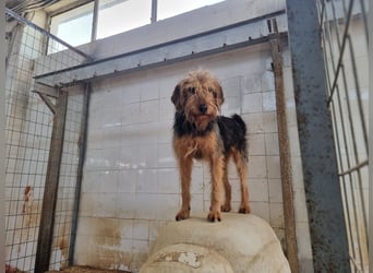 Toffee – Lebhafte Hundedame sucht ein Zuhause, das ihr gerecht wird!