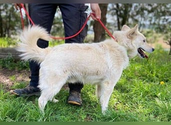 Snowy, Spitz-Mischling