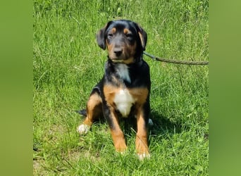 Charly - Körbchen auf Lebenszeit gesucht