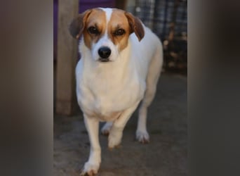 ⭐️MIRELLA⭐️, Hündin, 5 Jahre, 25 cm, Mischling, Tierschutz