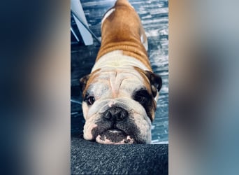 Englische Bulldoggenwelpen verfügbar in der Hauszucht "Von Teodor" FCI!