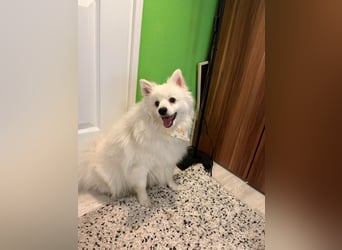 Louie SR – Ein kleiner Spitz mit großem Herz sucht sein Zuhause