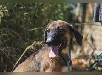 Piston, Mix Labrador / Schäferhund, lieb und sozial