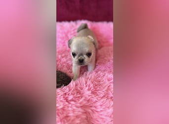 Mops Welpen ( noch 2 Rüde)