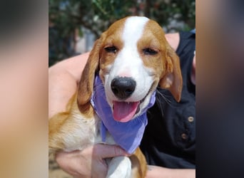 Coralina Welpe Jagdhund Mischling Hündin Junghund sucht Zuhause oder Pflegestelle