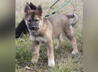 Eurasier - A. Malamute Nord-Hybrid Welpen suchen ein liebevolles Zuhause