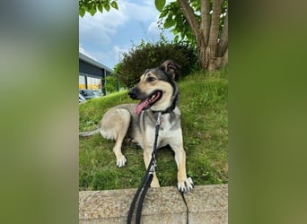 Ahri wünscht sich eine Familie für immer (51145 Köln)