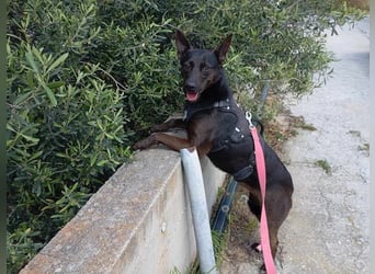 Lomri, vorsichtige Hundedame, ca. 6 Jahre, ca. 17 kg