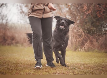 Kaukase-Hovawart Mix sucht neues Zuhause