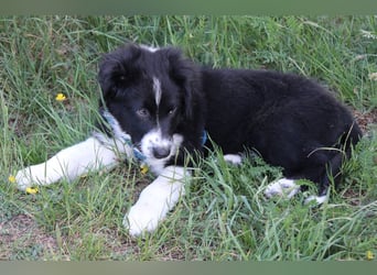 Australian Shepherd Welpe (reinrassig)