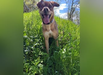 Marta - weiblich, kastriert - Hundepension in Kostenets