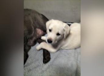Labrador Retriever mit Ahnenpass,USA Linie.Hausaufzucht