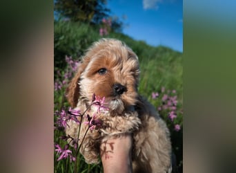 Wunderschöne Cockapoo-Welpen