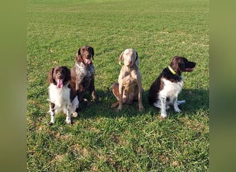 zuckersüße Weimaranerwelpen