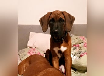 Süße Rhodesian Ridgeback Welpen