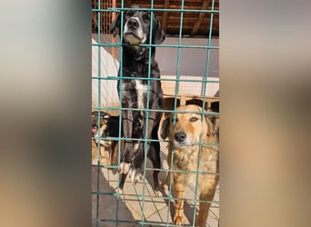 Dringend Pflegestellen gesucht