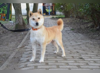 Bailey - freundliche, ruhige Hündin mit offenem Wesen