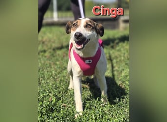 Cinga❤️