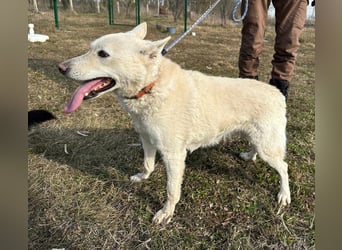Kokusz, geb. 01.05.2021, 49 cm, wartet auf schon so lange auf ihr Glück