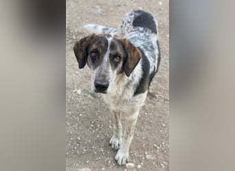 Nonga, geb. ca. 06/2023, lebt in GRIECHENLAND, im städt. Tierheim Serres