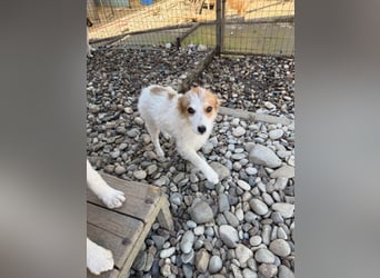 Zauberhaftes Hundemädchen ANNEMARIE ist neugierig und verspielt