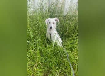 Lina möchte endlich ankommen (67459 Böhl-Iggelheim)