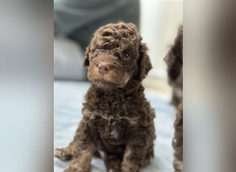 Lagotto Romagnolo Welpen (italienischer Wasserhund - kein Doodle, kein Pudel)