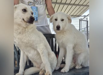 Milly und Mary - Weiße Engel auf 4 Pfoten ' bereit für ein neues Leben