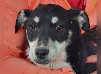♥LEVIA♥ süße, hübsche, noch etwas zurückhaltende Juniorin 39 cm (wachsend)