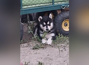 Welpen Alaska Malamute- Husky Mix