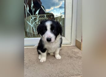 Border Collie welpen