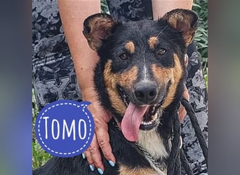 Tomo ein Hund der zum Lachen bringt