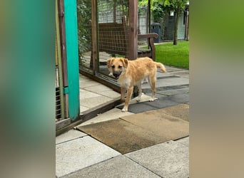 ♥PEPITO♥ neu auf Pflegestelle bei Köln - niedlicher, verspielter, fröhlicher Jungspund 46cm