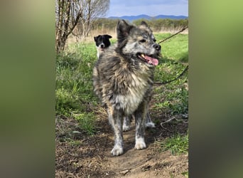 Lupo, ruhiger und ausgeglichener Rüce