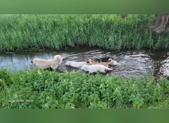 4 Junghunde suchen noch ein liebevolles und schönes Zuhause