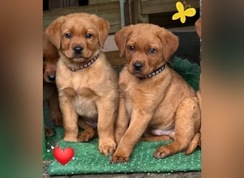 Zauberhafte Labradorwelpen, foxred
