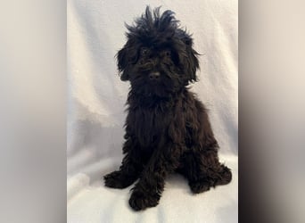 Wunderschöne Mini/Medium Goldendoodle Hündin in schwarz-braun zu verkaufen 6 Monate alt max.38cm