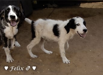 Felix und Freddie suchen absofort ein Zuhause