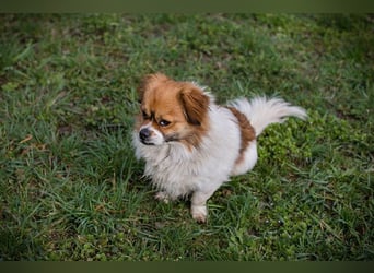 JACKIE - der freundliche, liebe + neugierige Rüde freut sich auf sein Für-Immer Zuhause