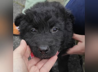 Teddy ein süßer Spatz