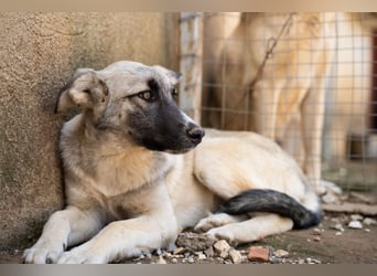 Pebbles - Husky mix